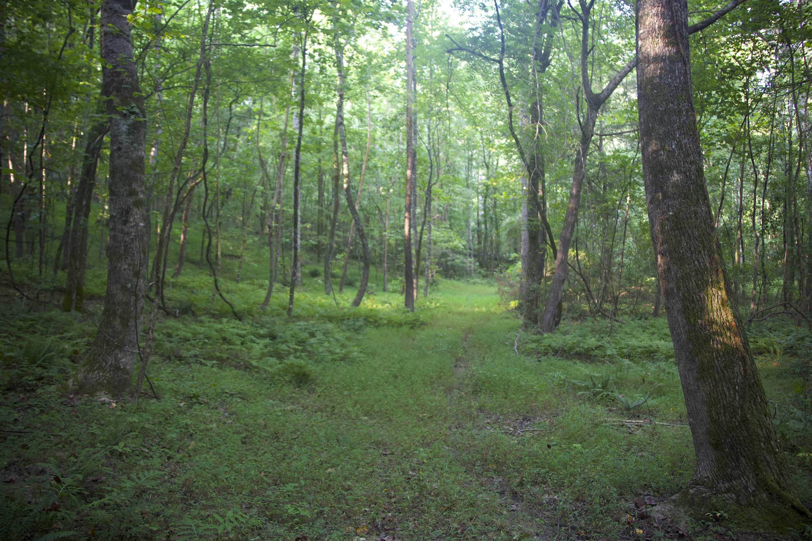 a view of a lush green forest