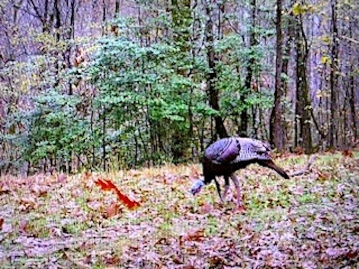 5335 Country Club Road Somerville, TN 38068 - Photo 15 of 32 a view of a backyard