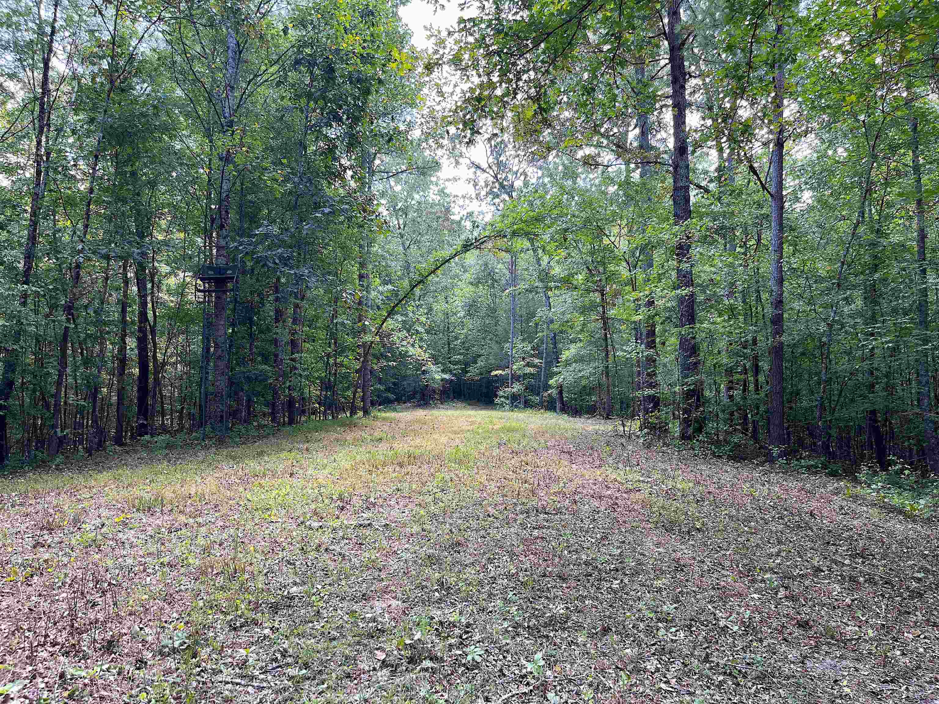5335 Country Club Road Somerville, TN 38068 - Photo 17 of 32 a view of a yard with a trees