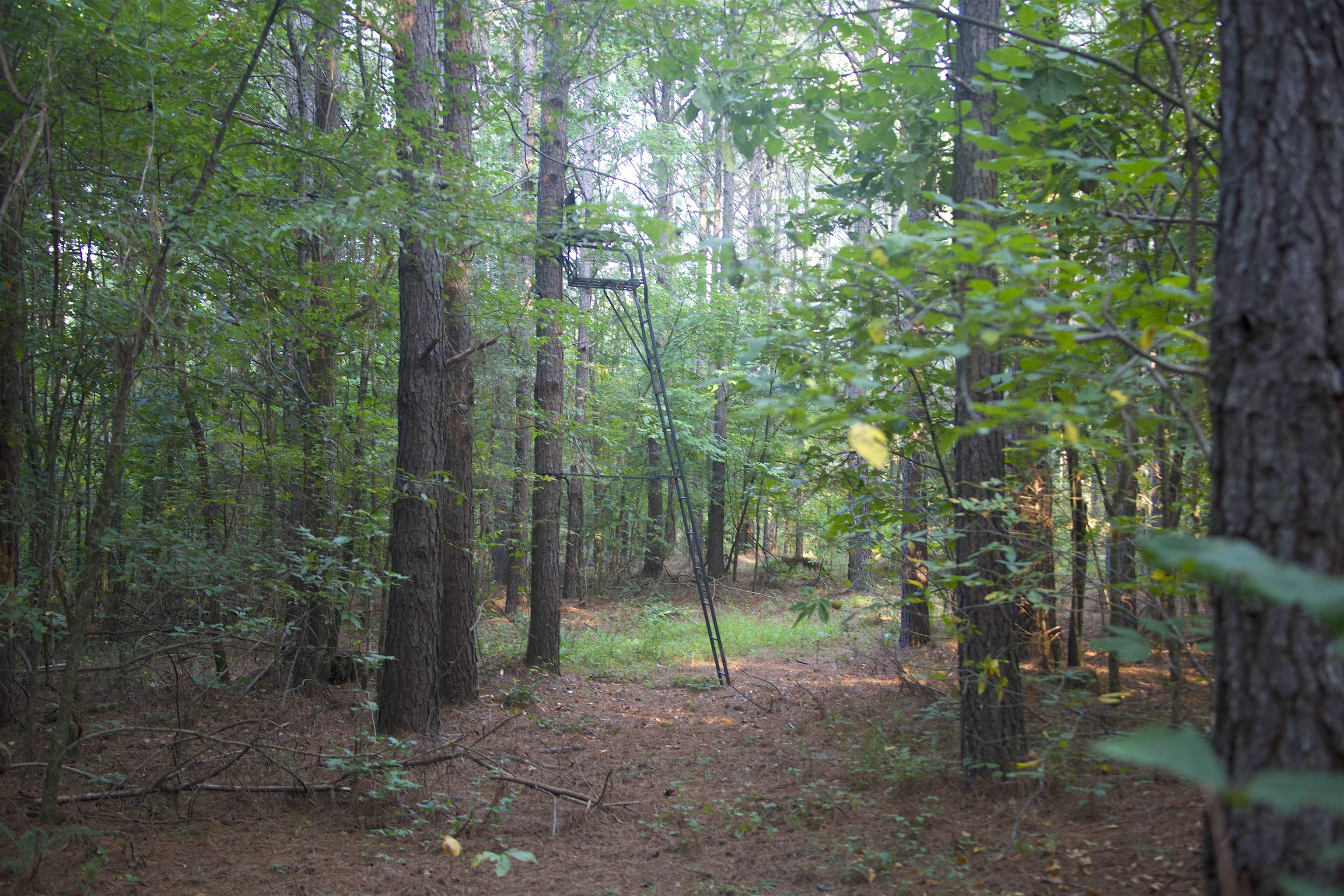 5335 Country Club Road Somerville, TN 38068 - Photo 20 of 32 a view of a park