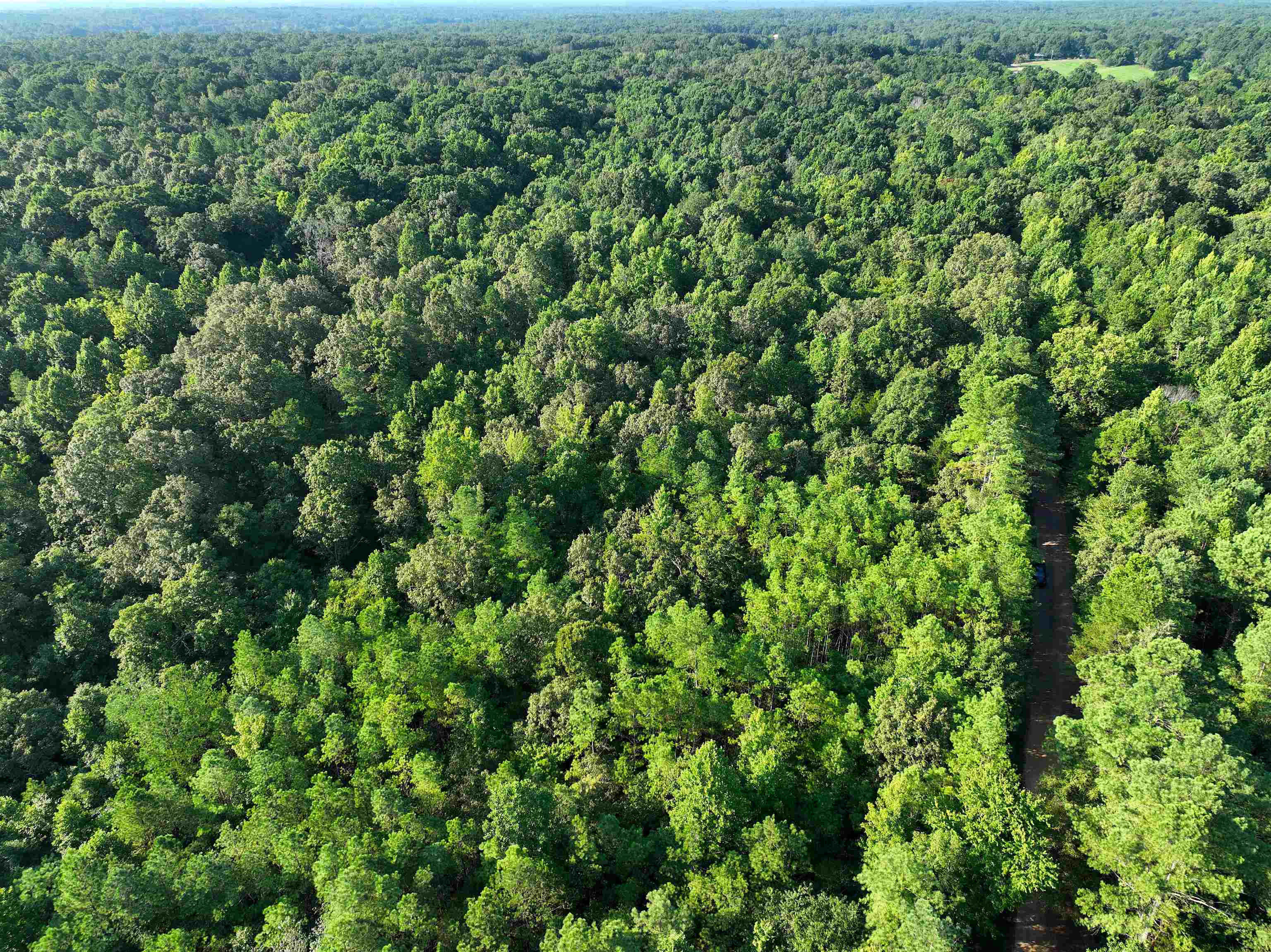 5335 Country Club Road Somerville, TN 38068 - Photo 27 of 32 a view of a lush green forest with a houses