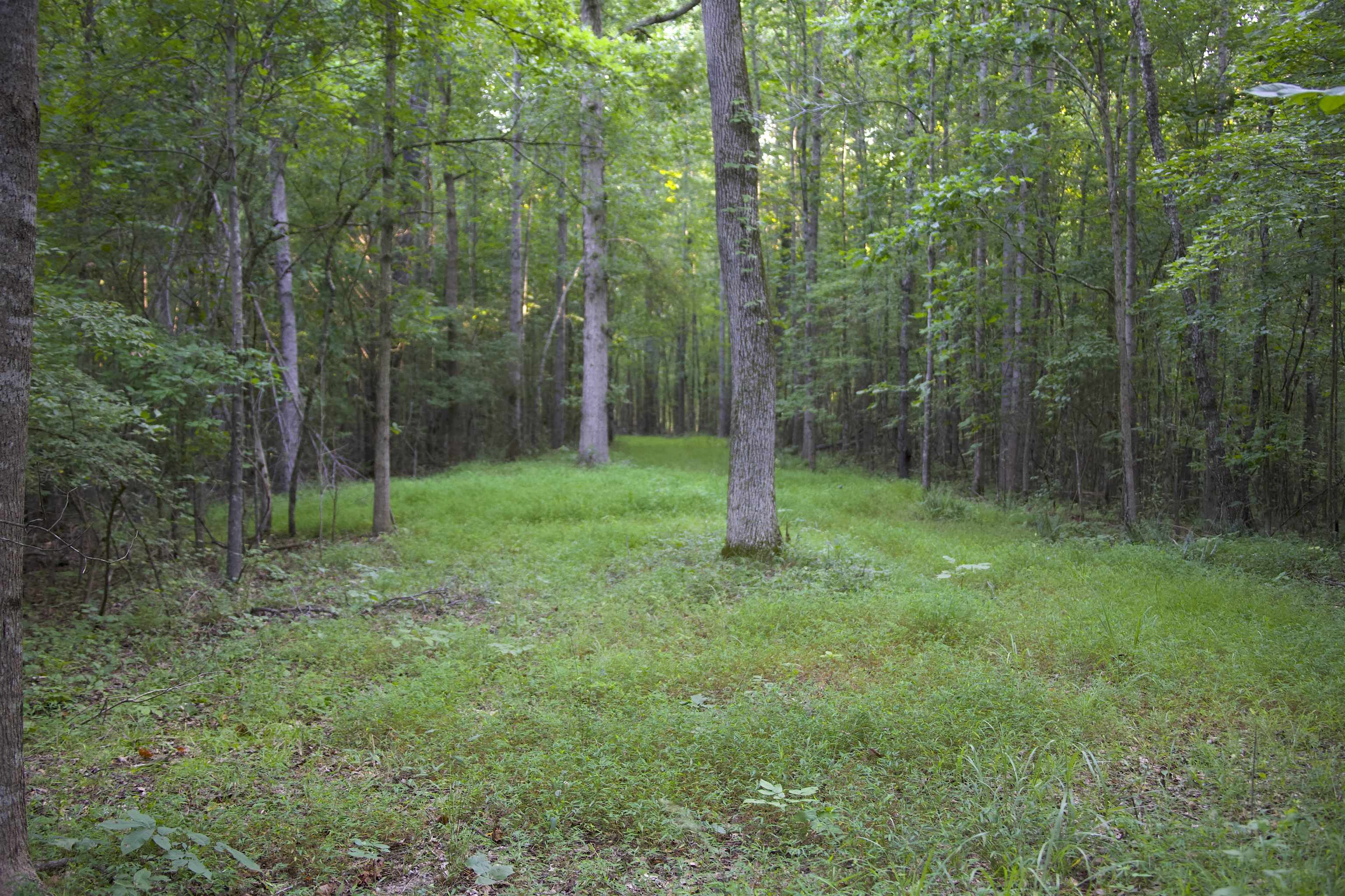 5335 Country Club Road Somerville, TN 38068 - Photo 5 of 32 a view of a forest with trees