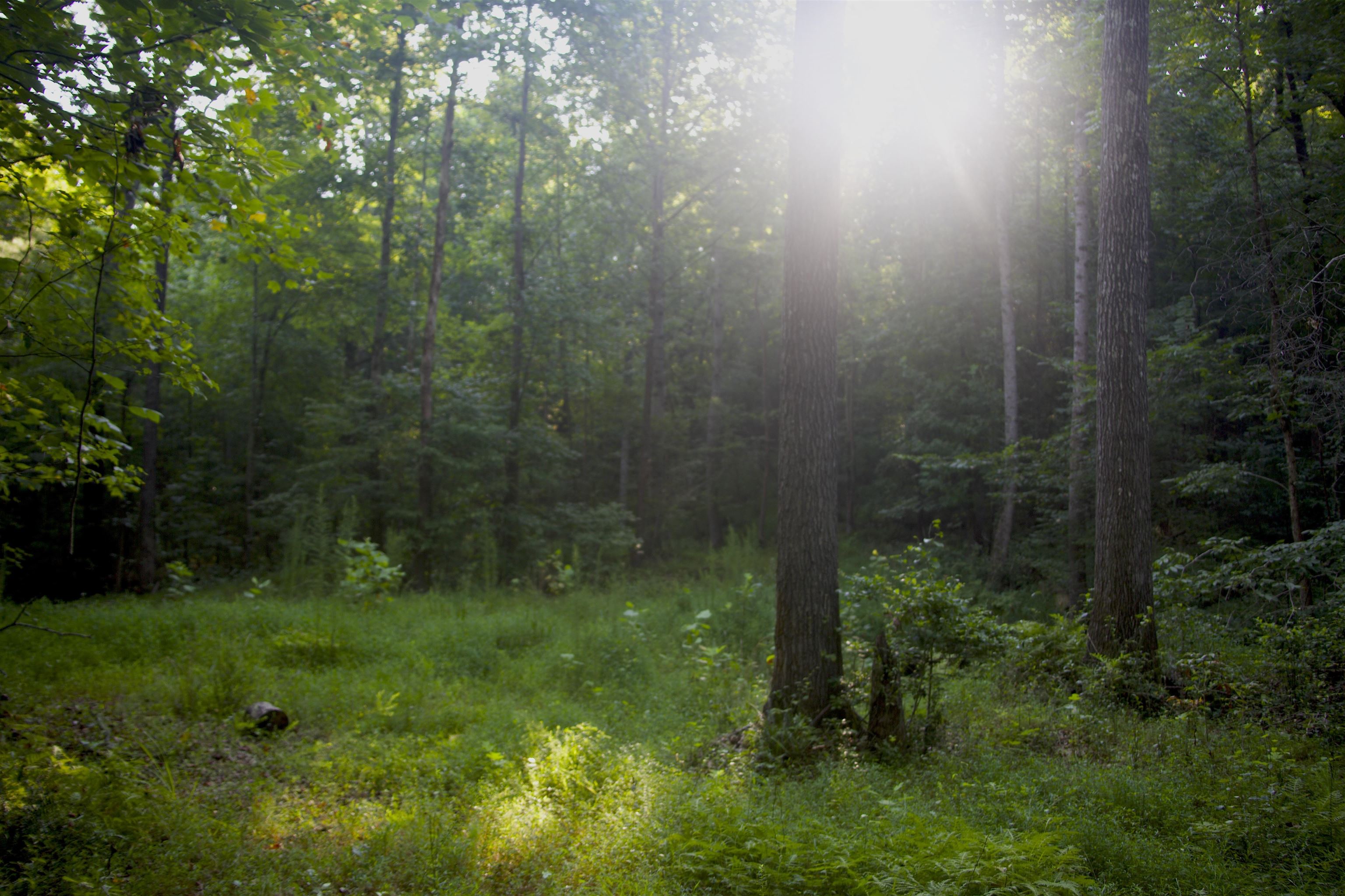 5335 Country Club Road Somerville, TN 38068 - Photo 7 of 32 a view of a garden