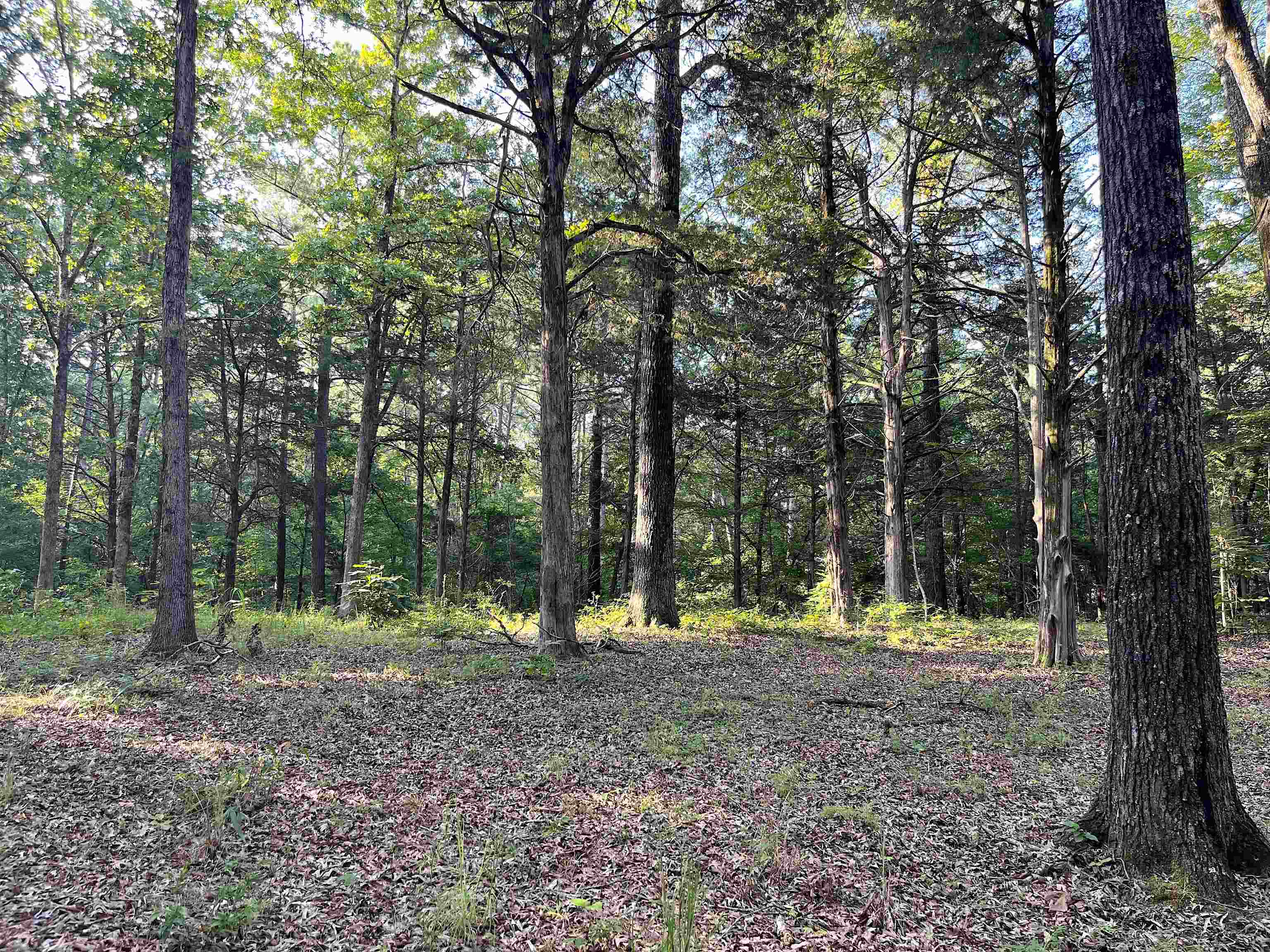 5335 Country Club Road Somerville, TN 38068 - Photo 9 of 32 a view of outdoor space with trees