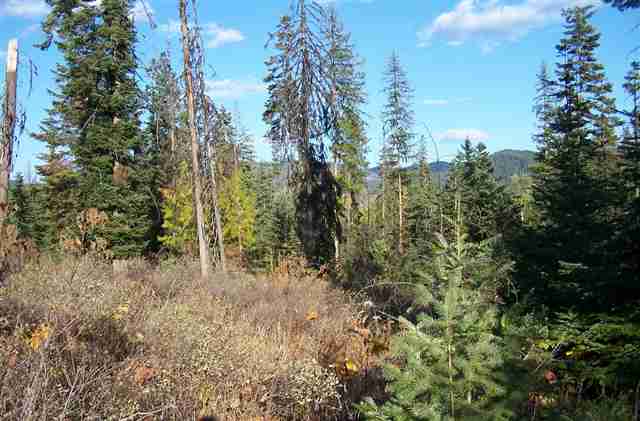 Off Kings Lake Road Usk, WA 99180 - Photo 1 of 9