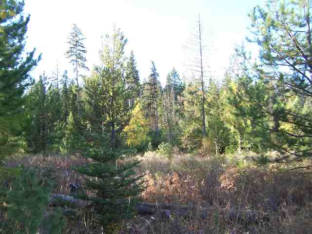 Off Kings Lake Road Usk, WA 99180 - Photo 4 of 9