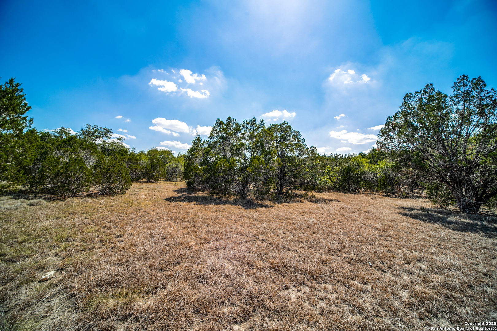 972 Scarlett Rdg Drive Bulverde, TX 78163 - Photo 3 of 10 a view of a yard with a tree