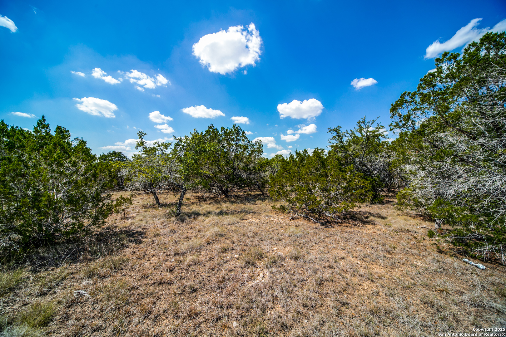 972 Scarlett Rdg Drive Bulverde, TX 78163 - Photo 5 of 10 a view of a yard with a tree