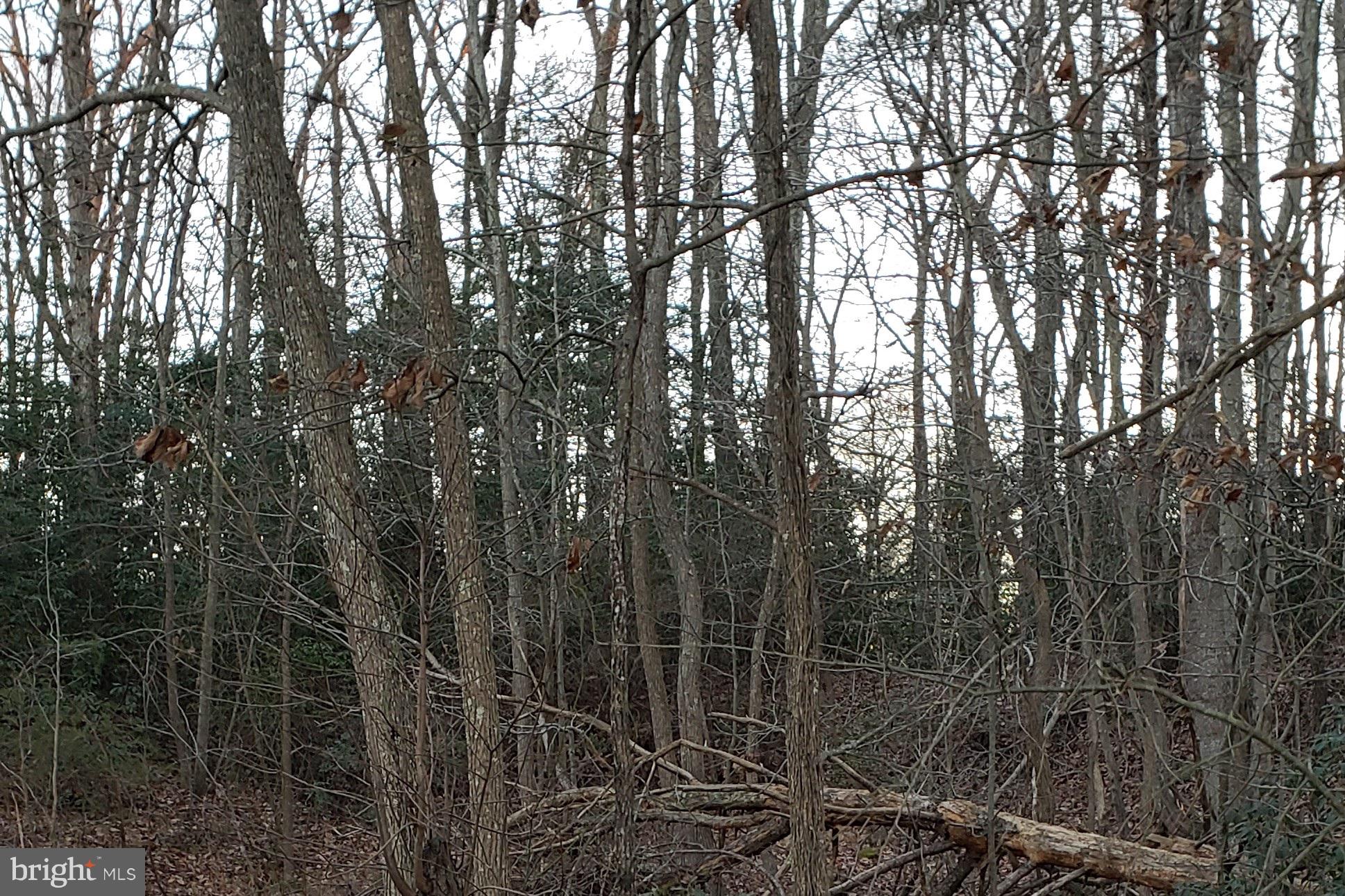 Wooded House Site