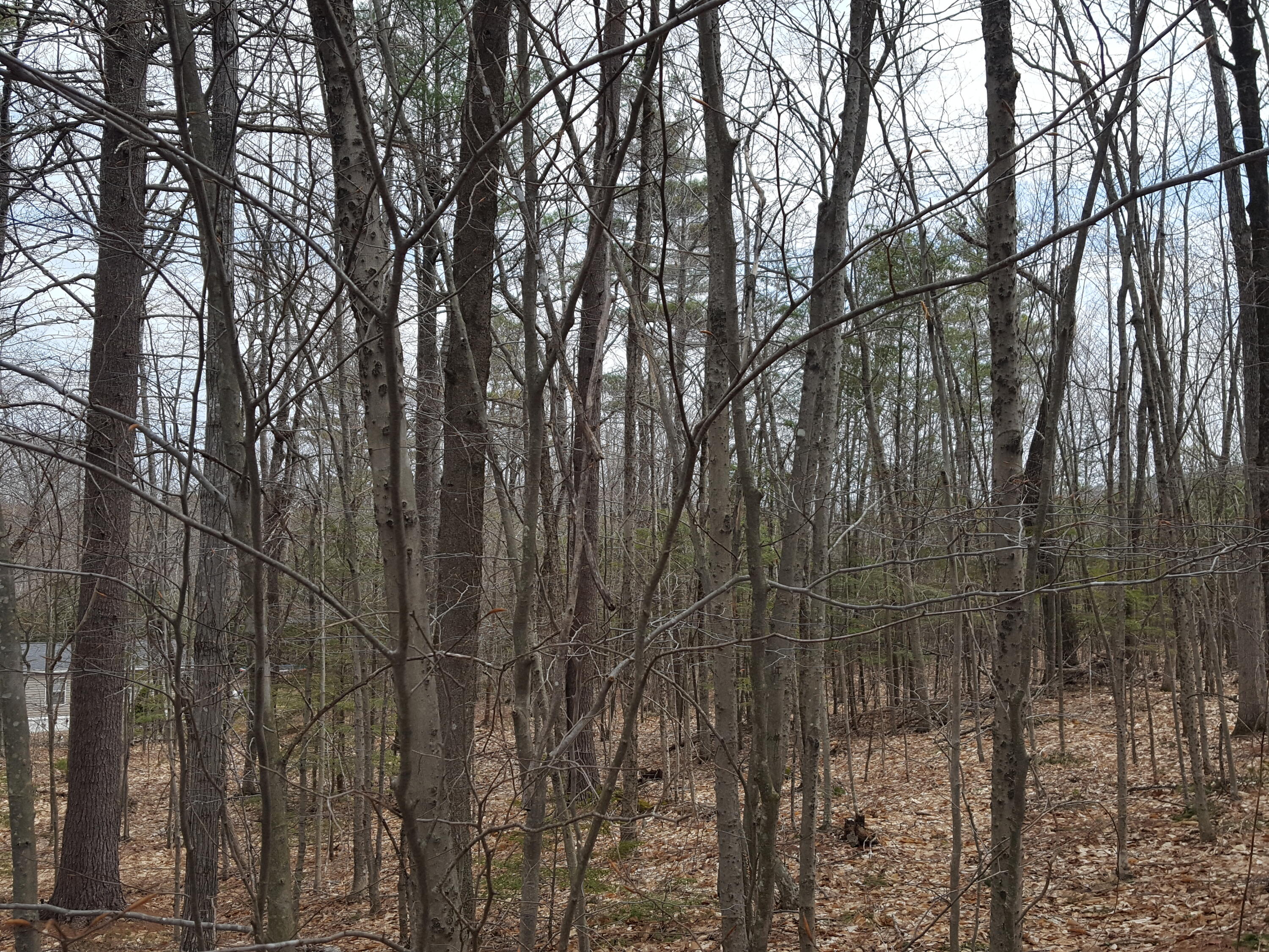 48 Higgins Hill Road Casco, ME 04015 - Photo 14 of 24 20230421_112403