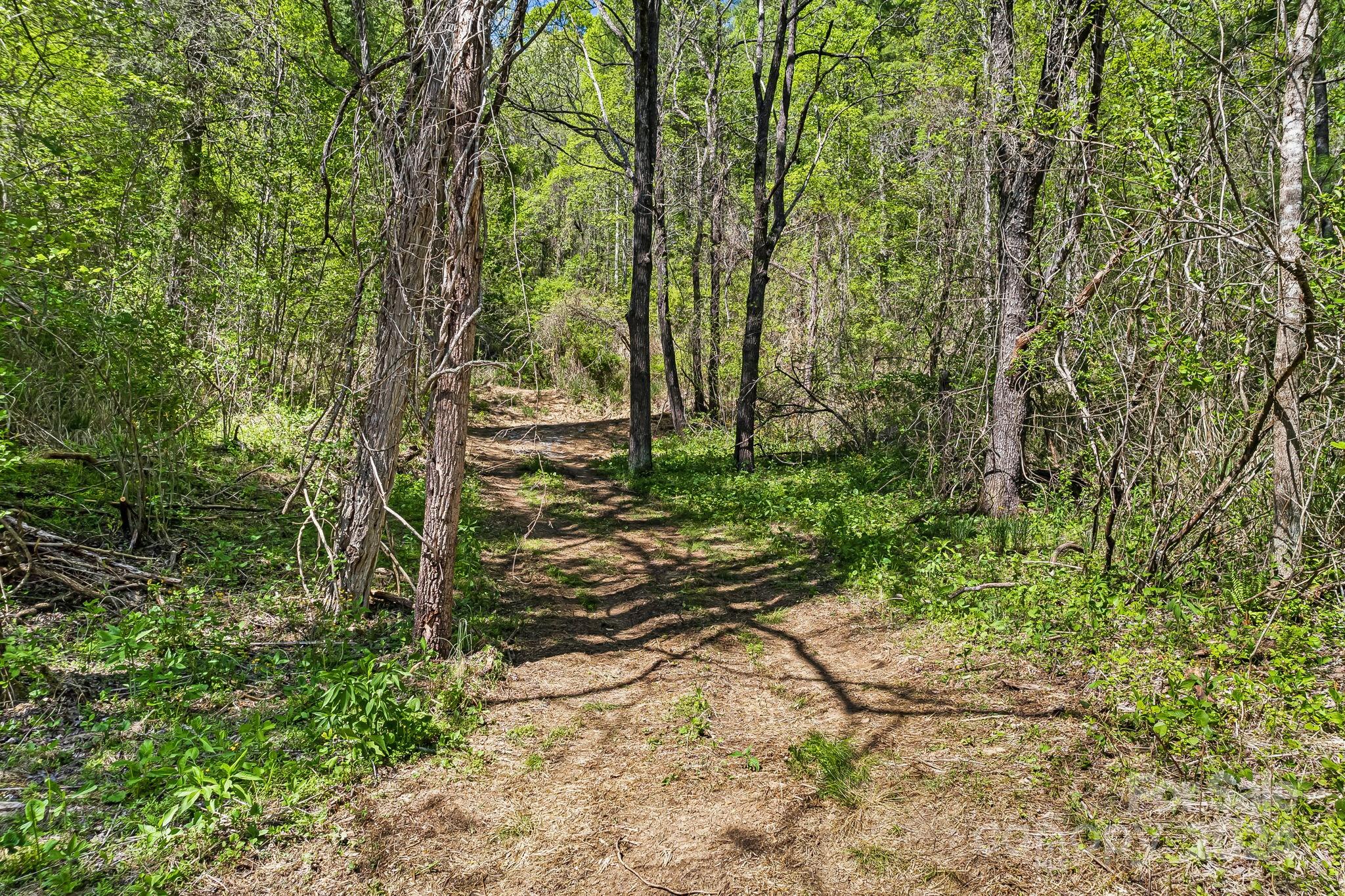 850 East Fork Road Marshall, NC 28753 - Photo 40 of 48 a view of a yard with plants and trees