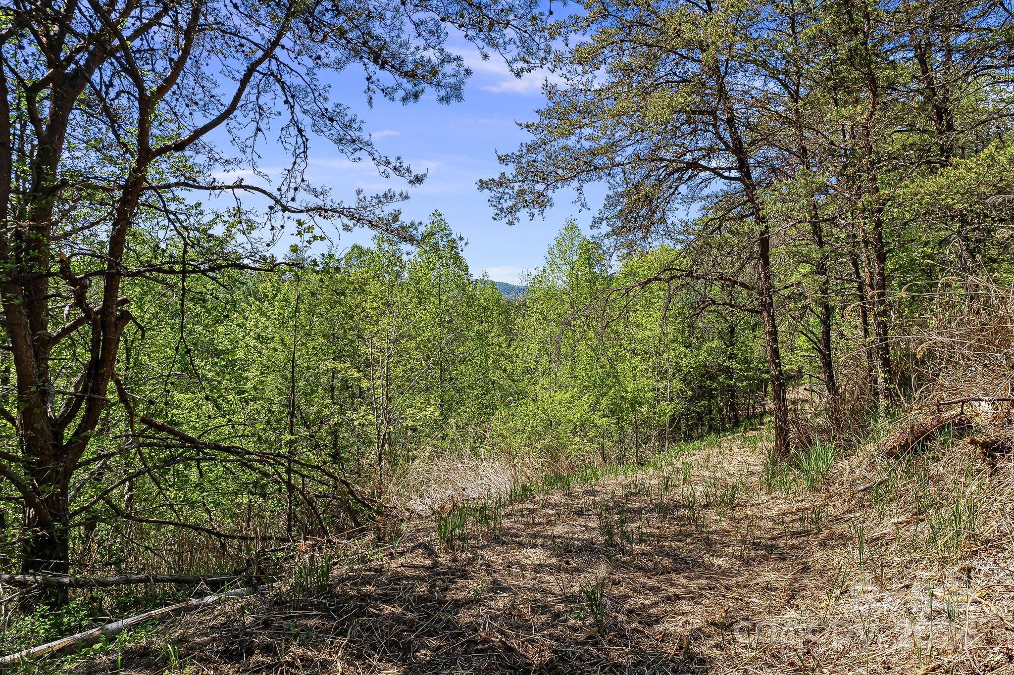 850 East Fork Road Marshall, NC 28753 - Photo 44 of 48 a view of a garden with plants and trees