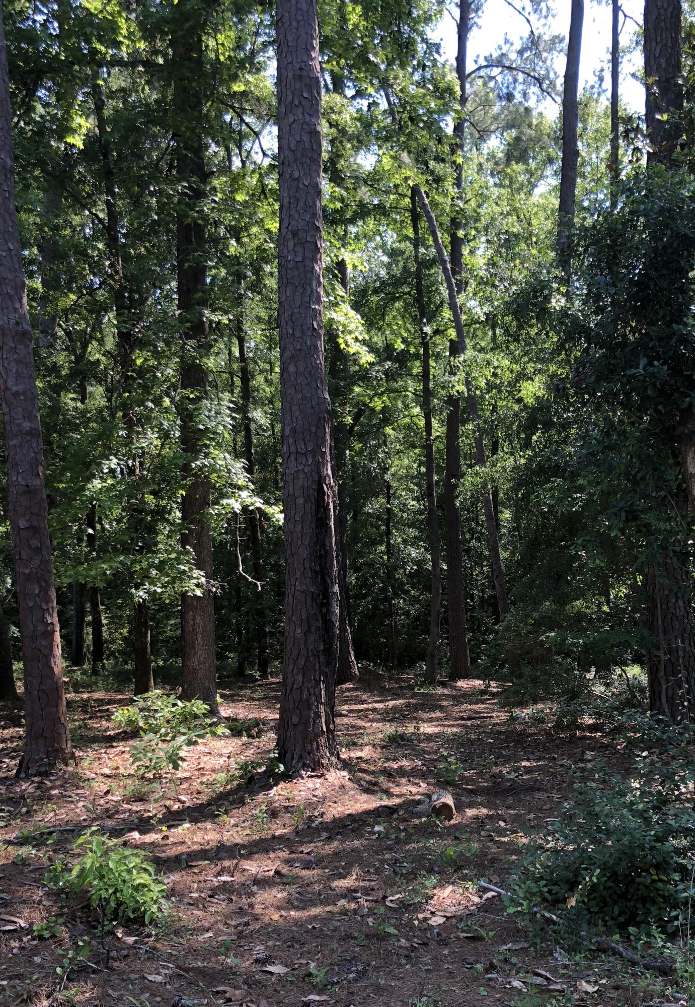 0 Overhill Road Walterboro, SC 29488 - Photo 1 of 4 IMG_8205(Edited)