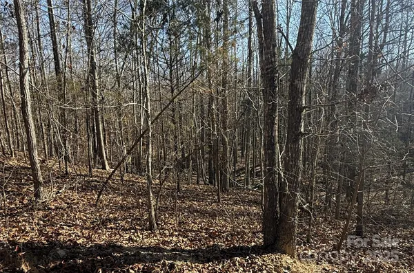 a view of a forest with trees