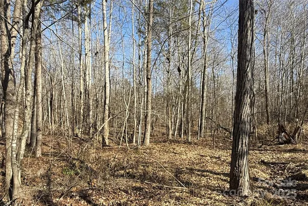 a view of a row of trees