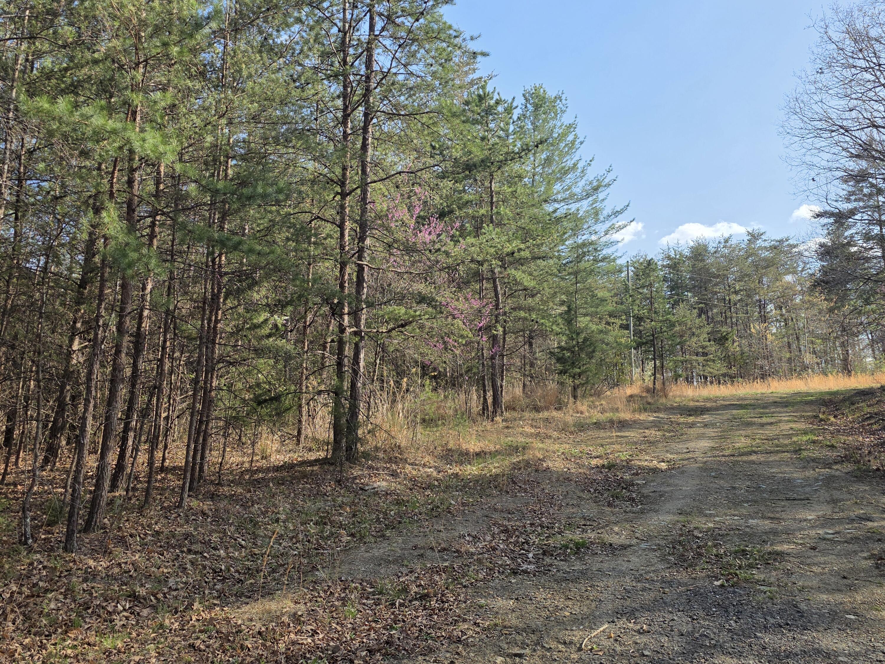 a view of dirt yard with trees