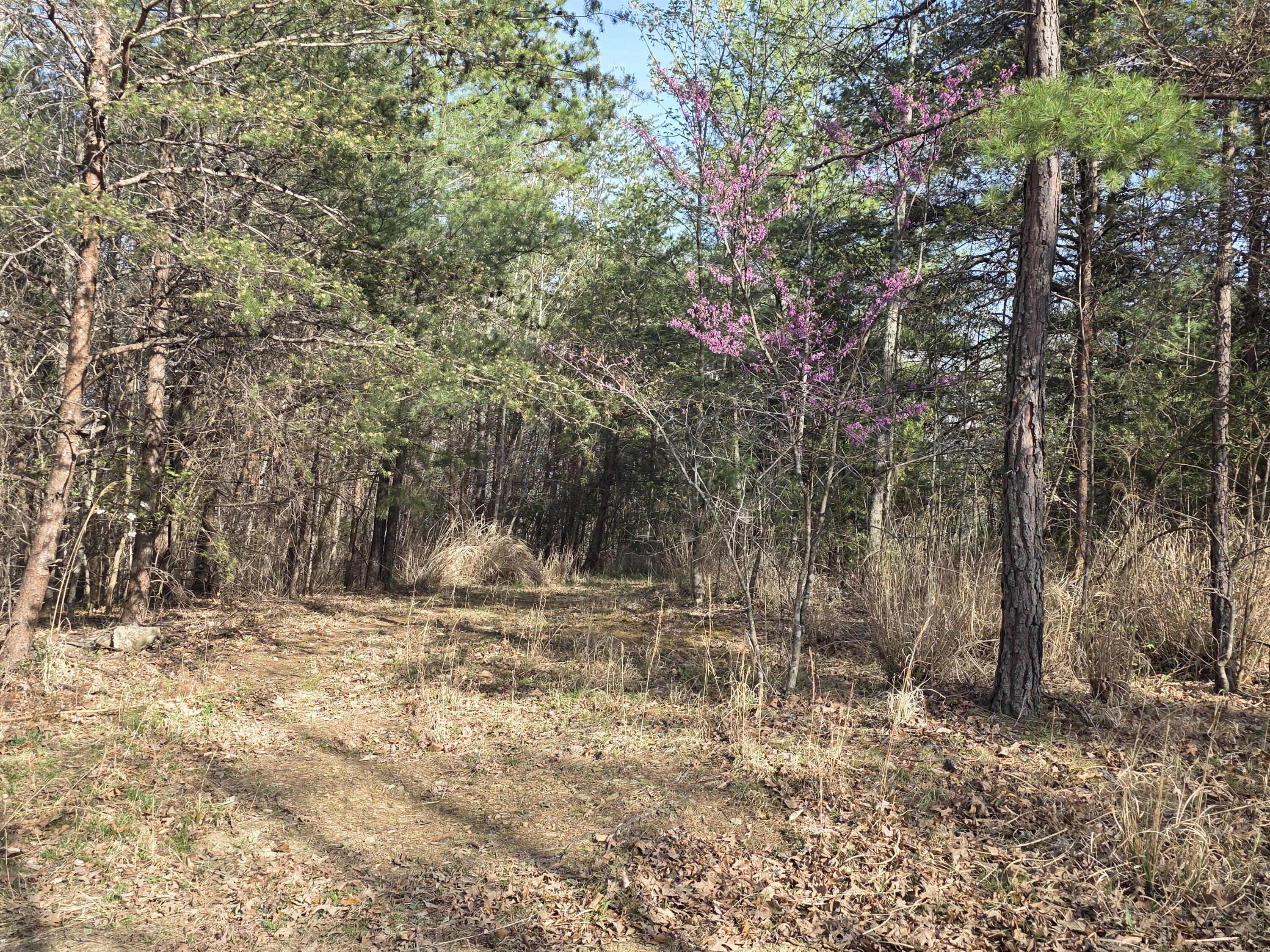 0 Knob Church Road Henry, VA 24102 - Photo 2 of 13 a view of a yard with large trees