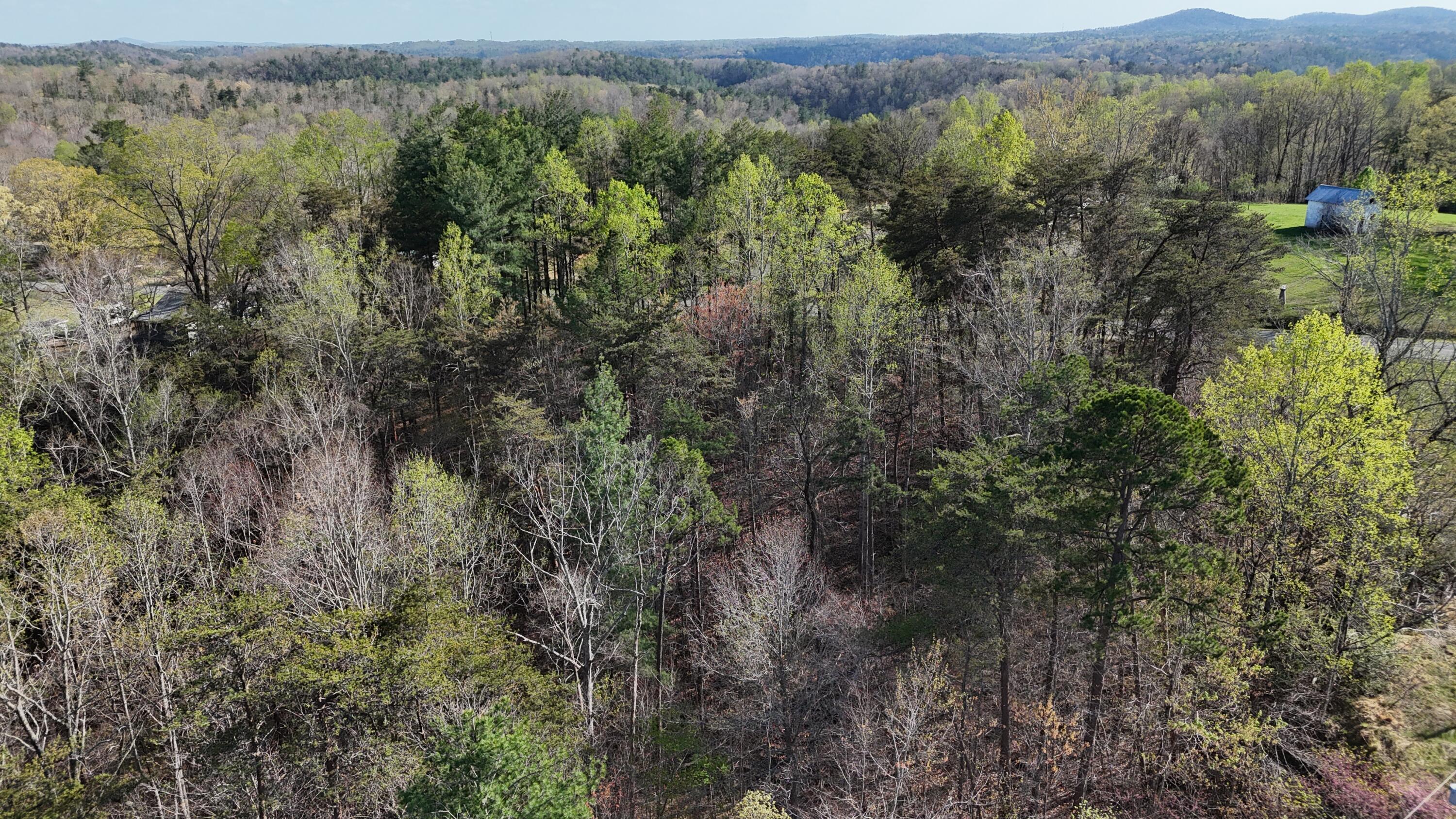 0 Knob Church Road Henry, VA 24102 - Photo 5 of 13 a view of a forest with an outdoor space