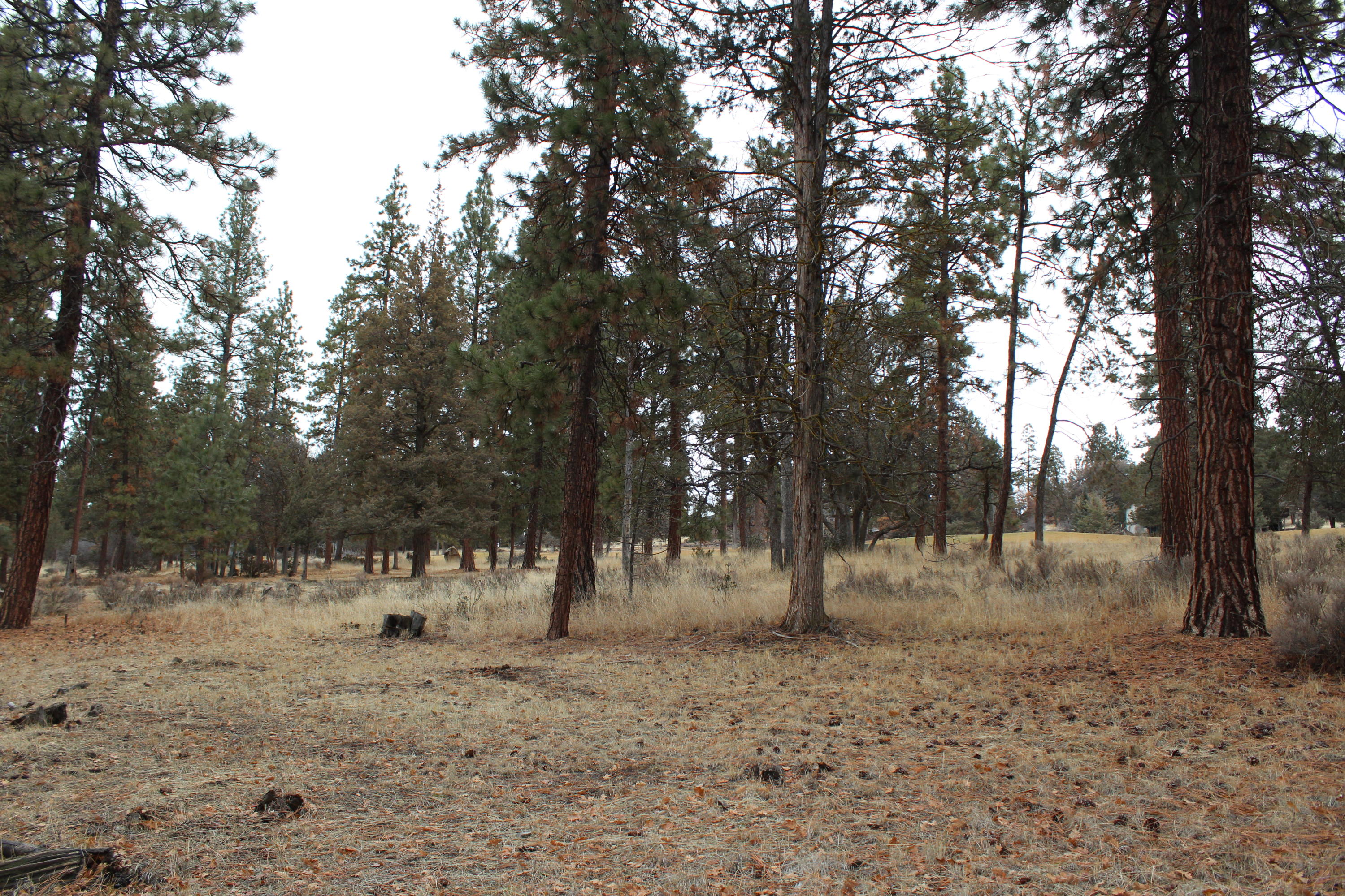 68 Merganser Road, Unit 68 Klamath Falls, OR 97601 - Photo 2 of 6 IMG_0311