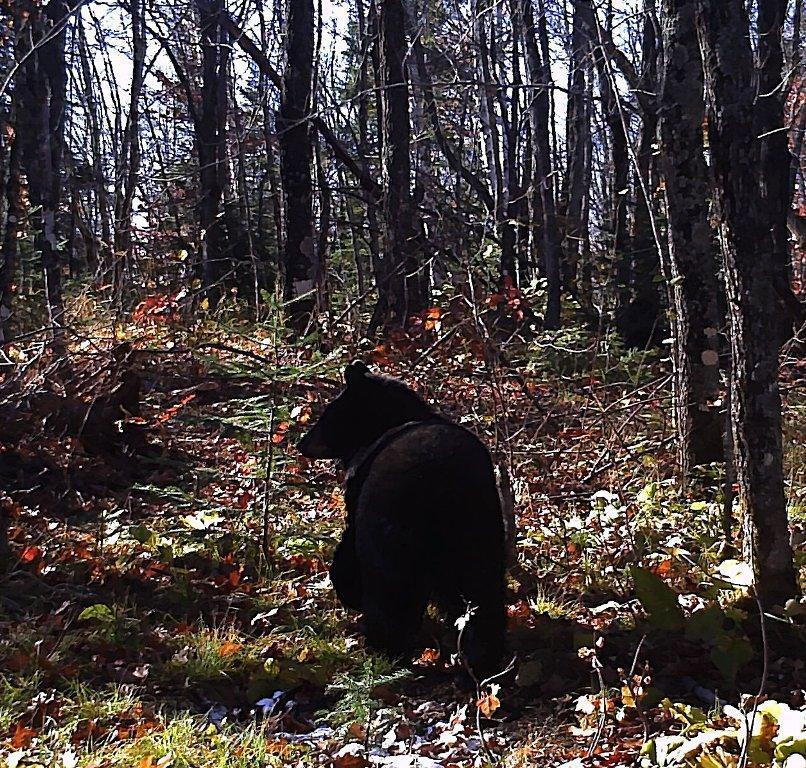 5241 Hut Two Road Finland, MN 55603 - Photo 19 of 29