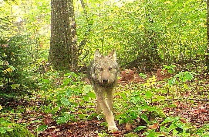 5241 Hut Two Road Finland, MN 55603 - Photo 21 of 29