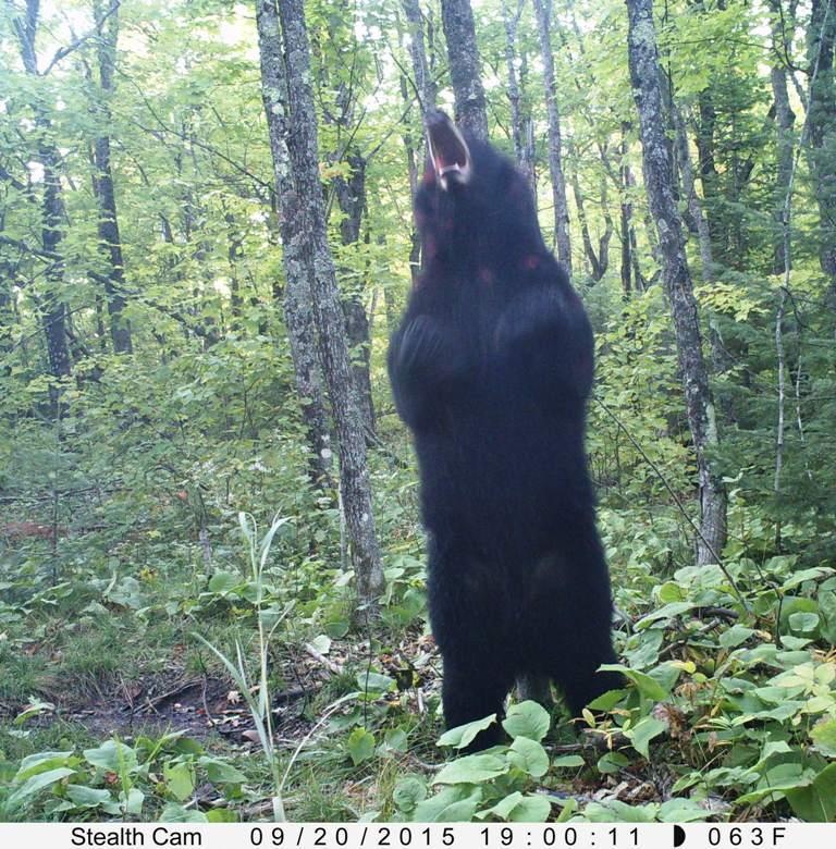 5241 Hut Two Road Finland, MN 55603 - Photo 23 of 29