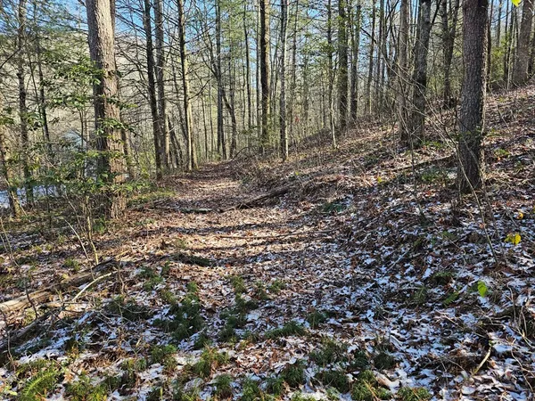 a view of a forest that has large trees