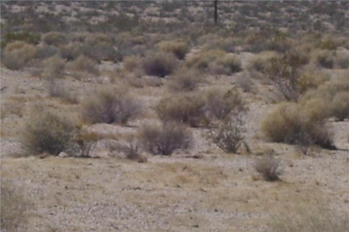 46016 Mannix Road Newberry Springs, CA 92365 - Photo 5 of 10