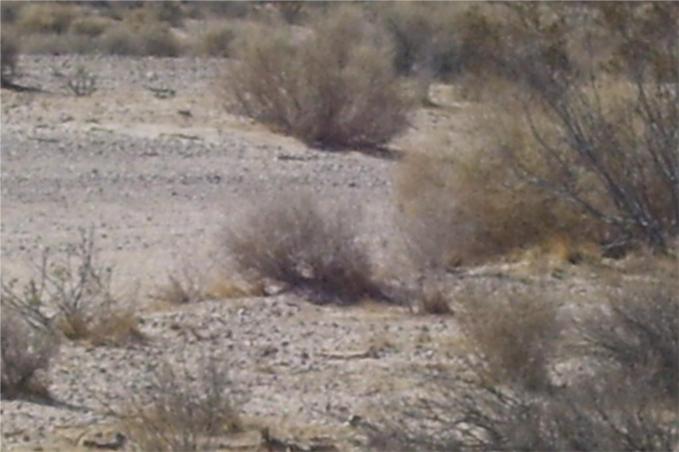 46016 Mannix Road Newberry Springs, CA 92365 - Photo 6 of 10