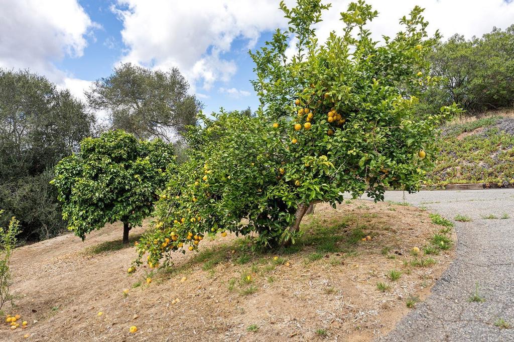 2557 Live Oak Park Road Fallbrook, CA 92028 - Photo 47 of 53 a view of a yard with plants and trees