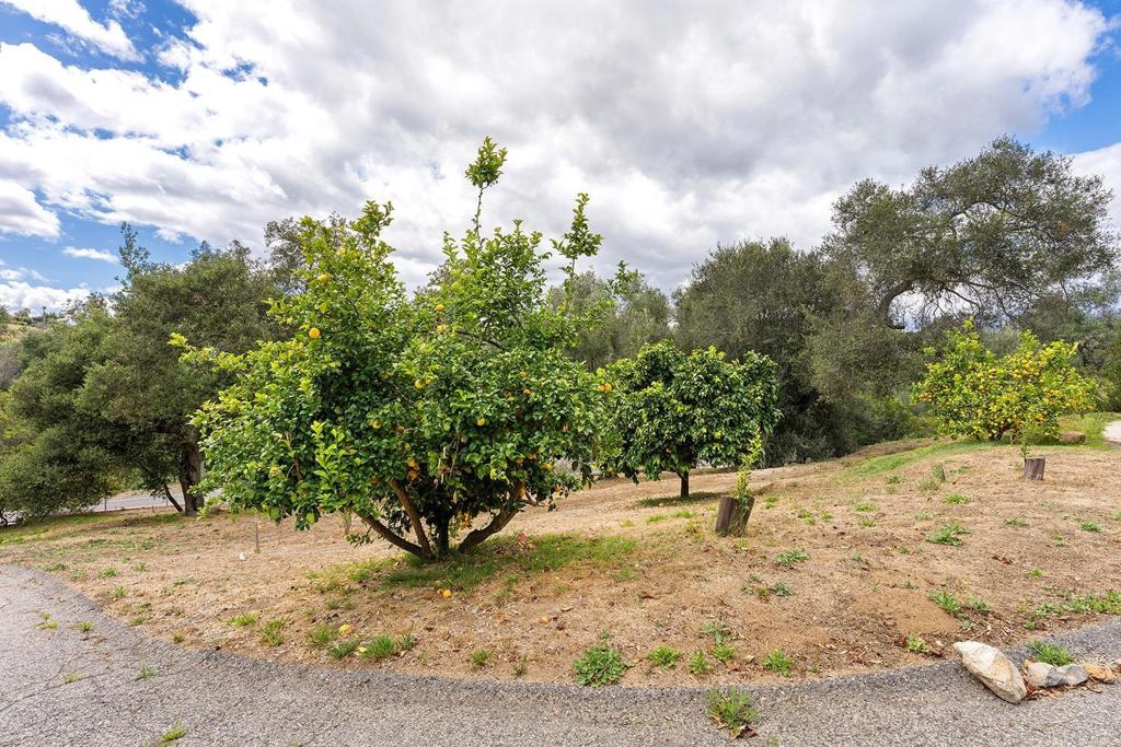 2557 Live Oak Park Road Fallbrook, CA 92028 - Photo 48 of 53 a view of a yard with trees