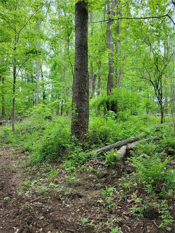 1286 New Lebanon Road Carlton, PA 16311 - Photo 8 of 15 a view of a lush green forest