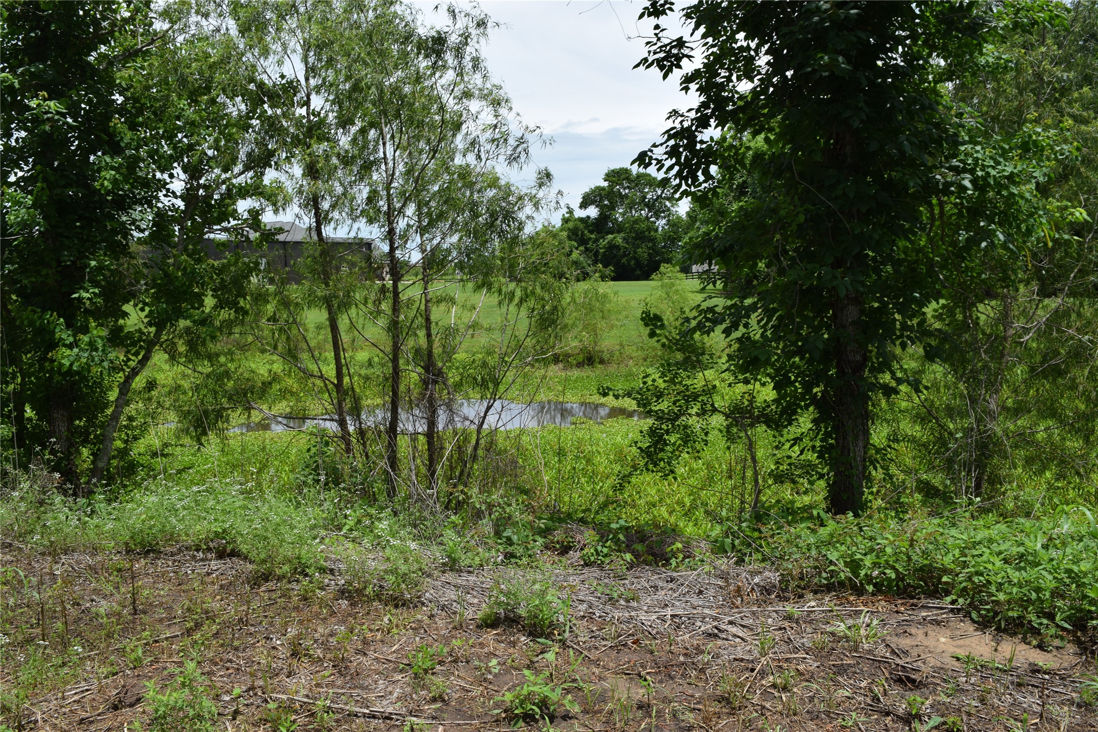 22819 Pittman Drive Angleton, TX 77515 - Photo 9 of 15 Small creek behind the lot.