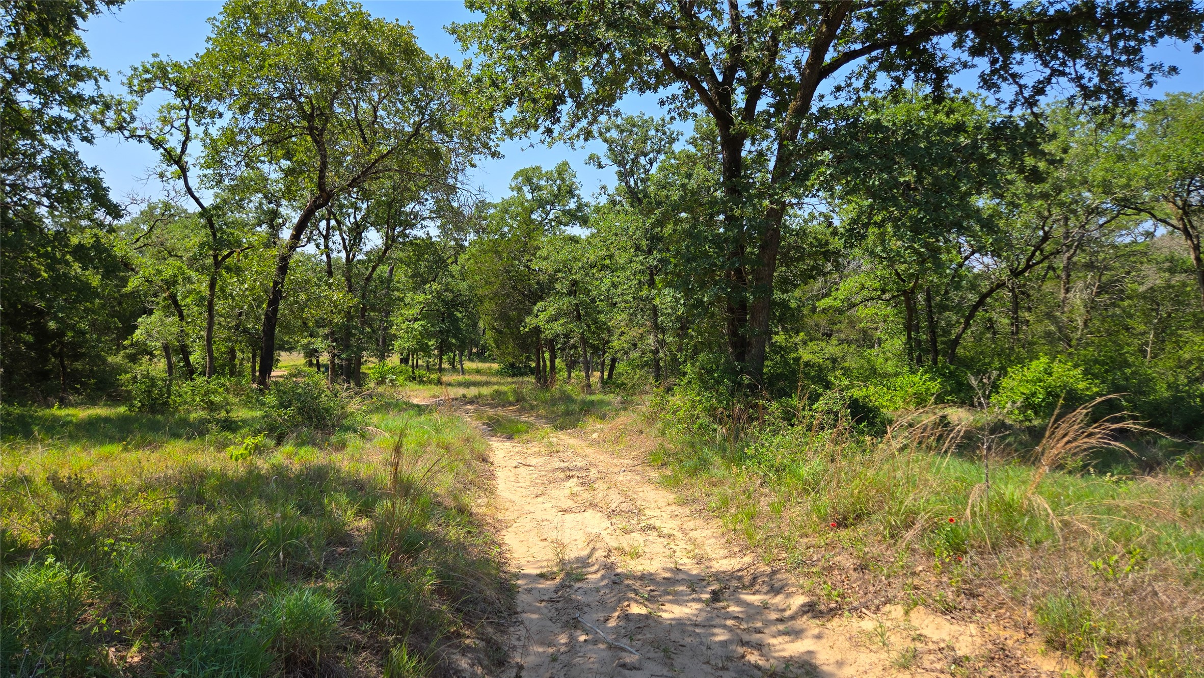 277 Meuth Cemetery Road Red Rock, TX 78662 - Photo 1 of 19 A tranquil, tree-lined dirt path winds through lush, verdant grounds.