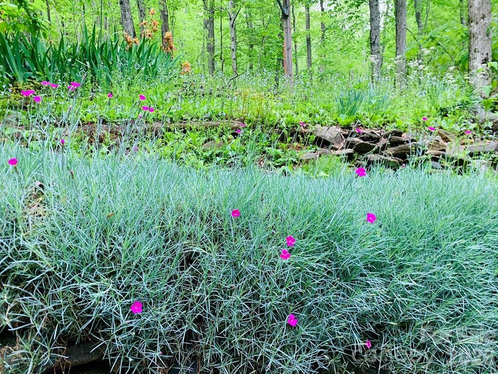 1022 Coweeta Gap Road Otto, NC 28763 - Photo 16 of 37