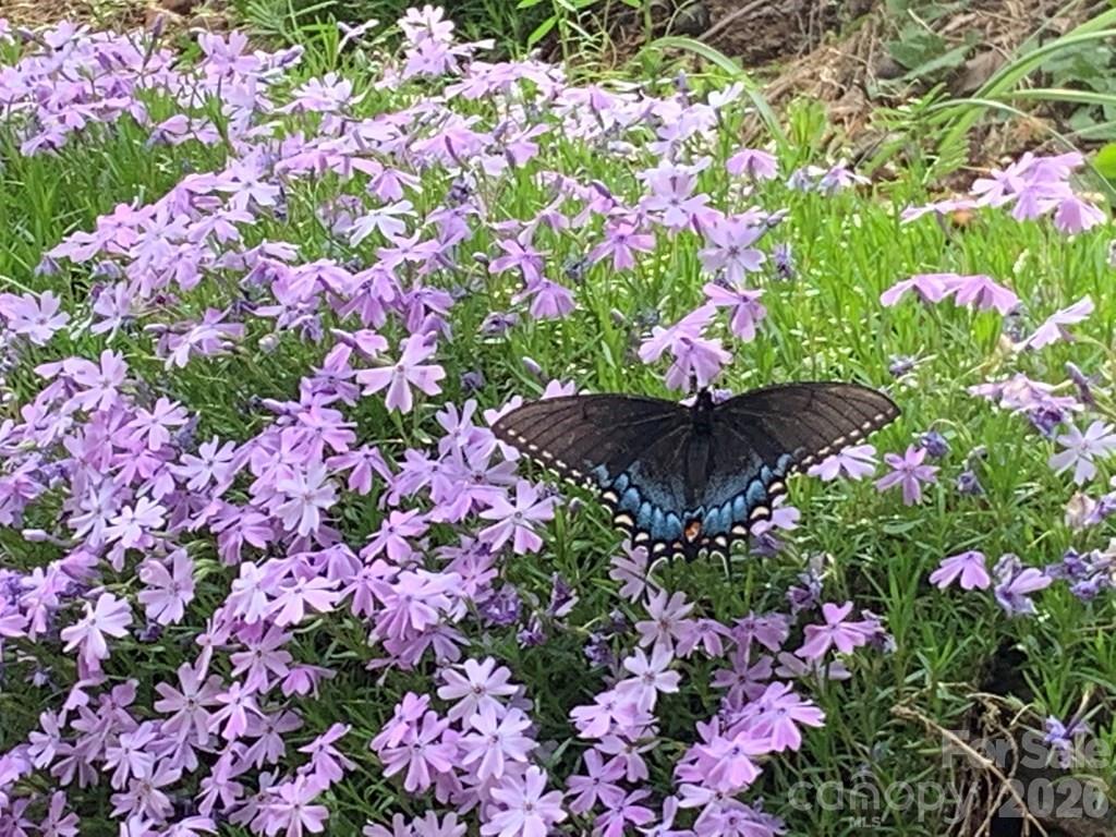 1022 Coweeta Gap Road Otto, NC 28763 - Photo 21 of 37