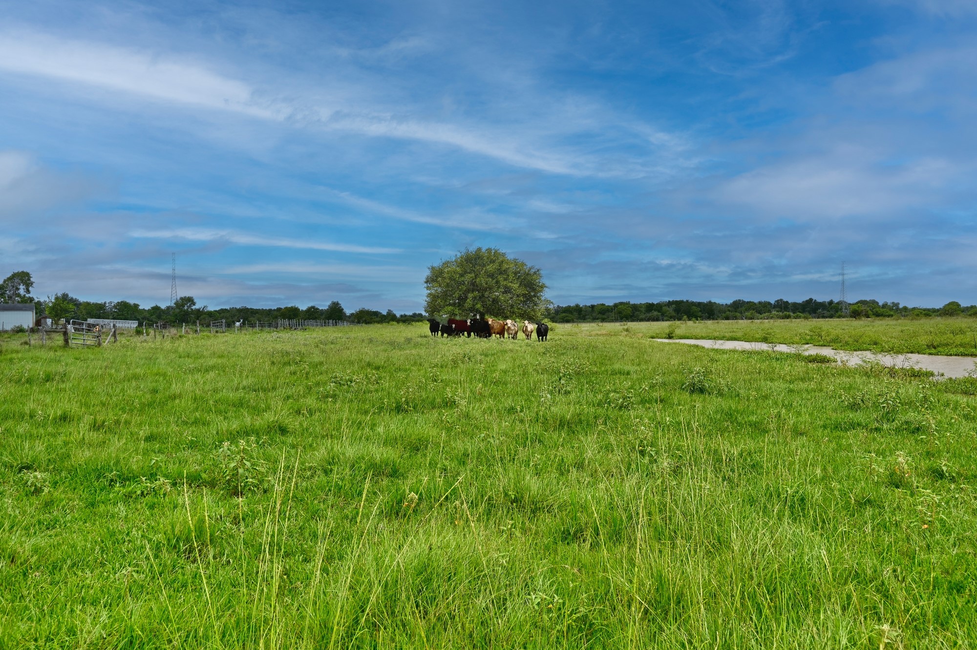0 Lisa May Road Bellville, TX 77418 - Photo 11 of 14 a view of a big yard with large trees