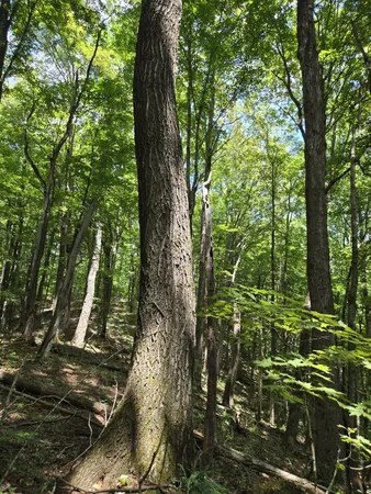 a view of a forest