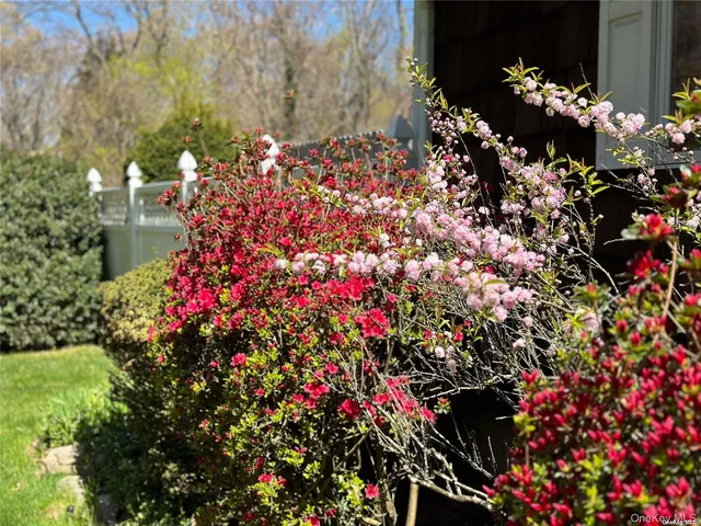 a picture of flowers