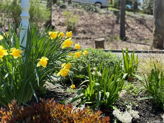 a view of a flower in a yard