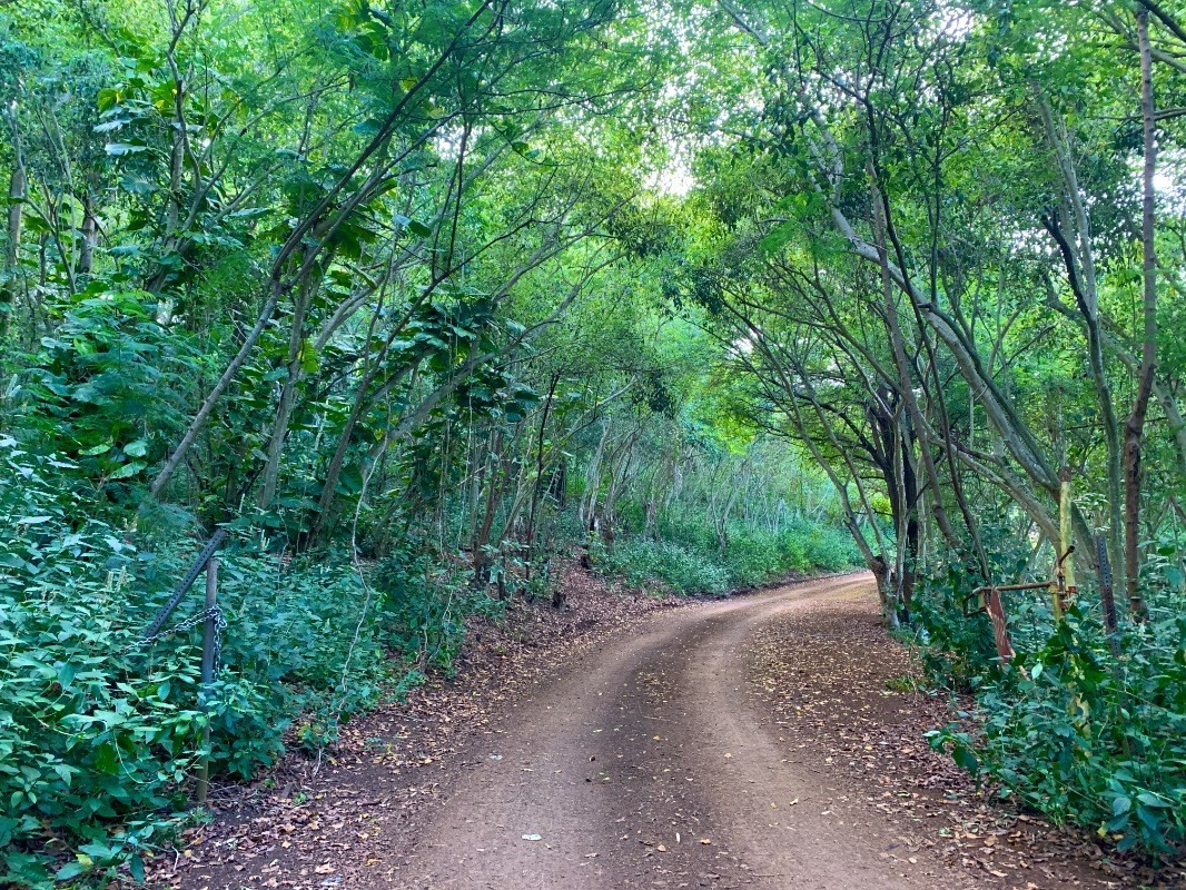 Kahumoku Road, Unit 1 Lihue, HI 96766 - Photo 2 of 10