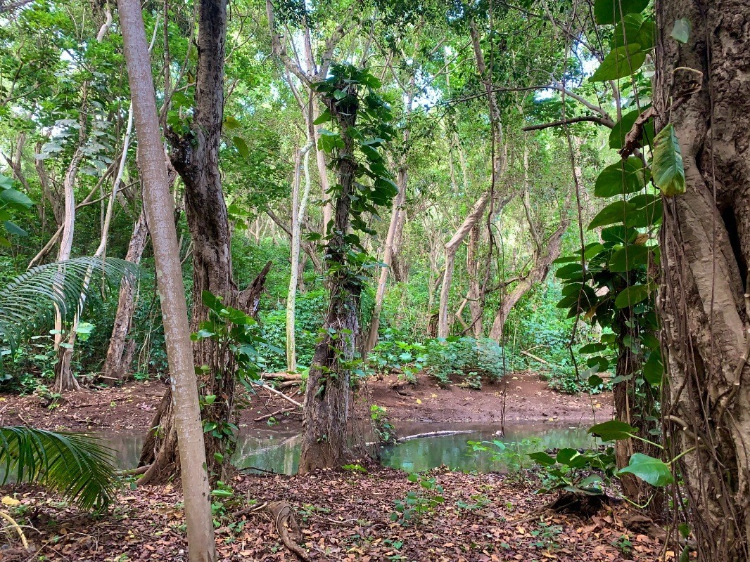 Kahumoku Road, Unit 1 Lihue, HI 96766 - Photo 4 of 10