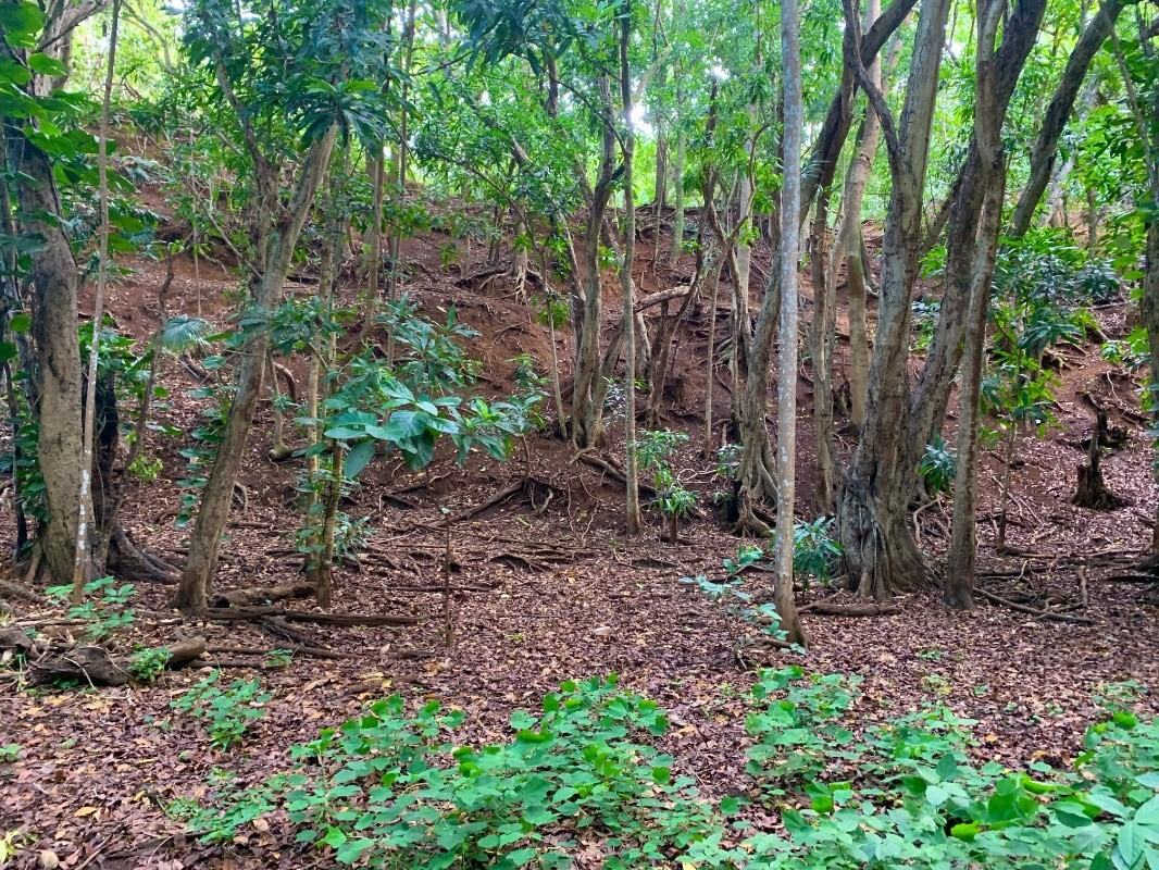 Kahumoku Road, Unit 1 Lihue, HI 96766 - Photo 8 of 10
