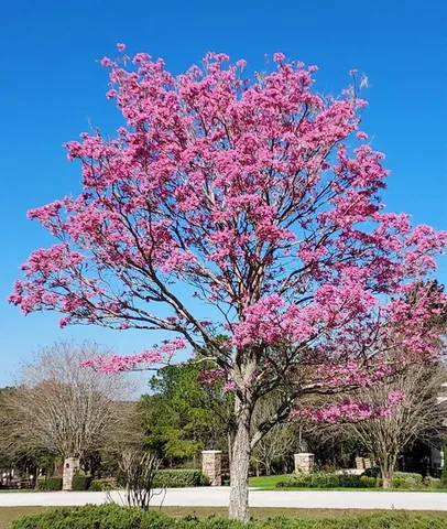 $1,290,000 | 17631 Vista Belle Court, Montverde, FL 34756