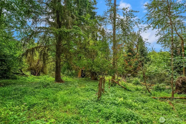 a green field with lots of bushes