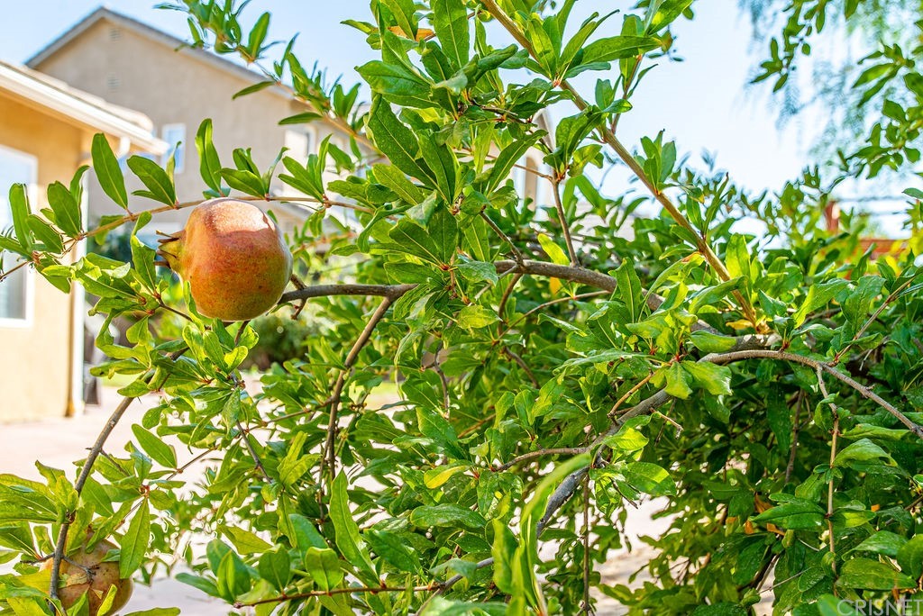 25054 Oliver Way Stevenson Ranch, CA 91381 - Photo 43 of 53 a plant plant in a garden