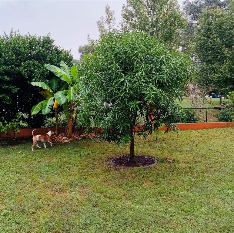 13315 Daffodil Way Astatula, FL 34705 - Photo 24 of 29 a view of a tree in a yard