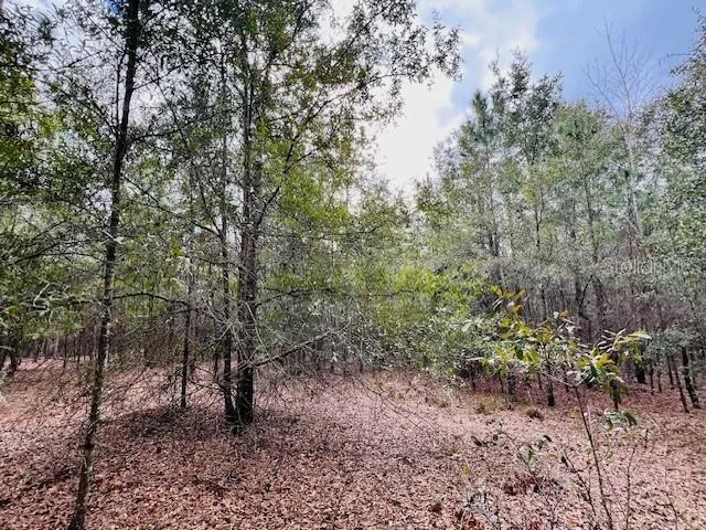 a view of a forest with trees in the background