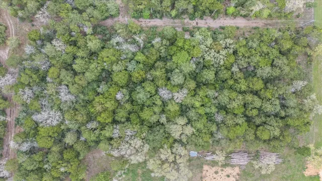 a view of a forest with a tree