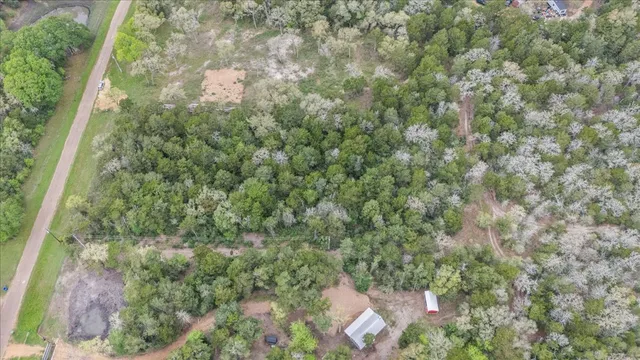 a view of a forest with a tree